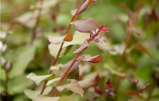 Lagerstroemia indica