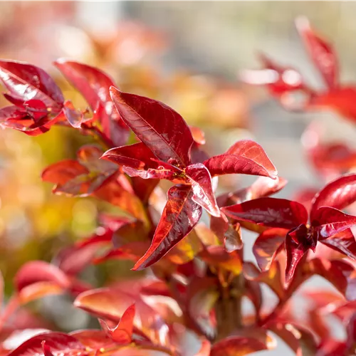 Lagerstroemia indica 'Berry Dazzle'