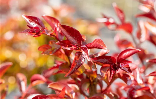 Lagerstroemia indica 'Berry Dazzle'