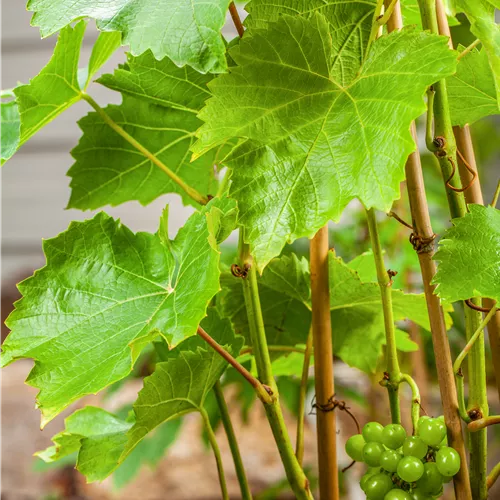 Vitis 'Lakemont' -R-