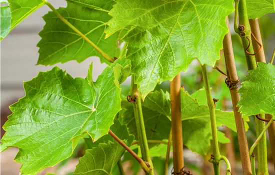 Vitis 'Lakemont' -R-