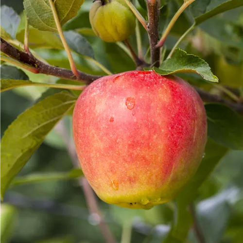 Malus 'Rebella' -S- CAC