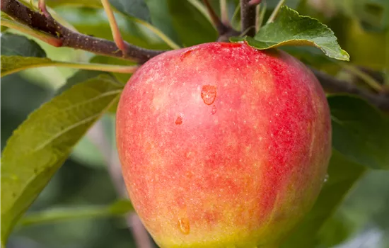 Malus 'Rebella' -S- CAC