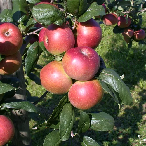 Malus 'Red River' ® CAC
