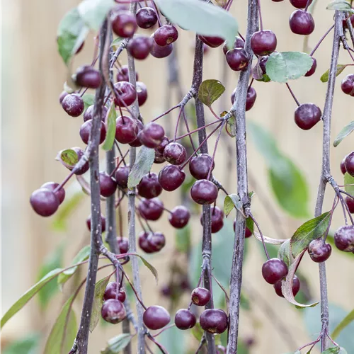 Malus 'Royal Beauty' CAC