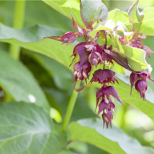 Leycesteria formosa 'Purple Rain'