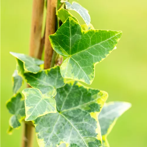 Hedera helix 'Goldchild'
