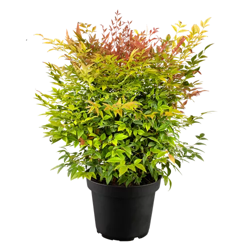 Nandina domestica 'Gulf Stream'