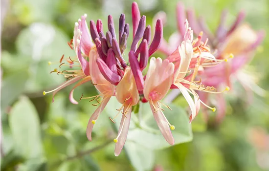 Lonicera caprifolium