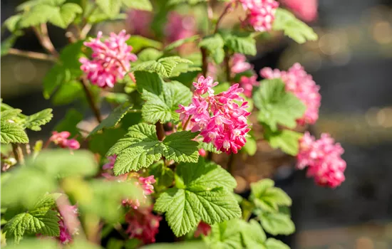 Ribes sanguineum 'Pulborough Scarlet'