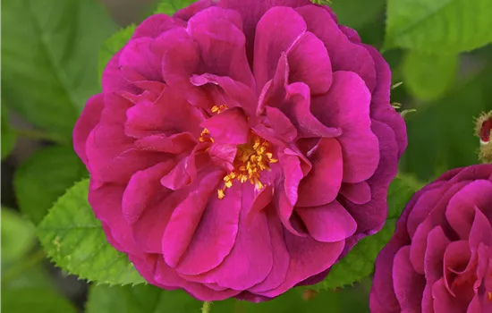 Rosa centifolia muscosa STR