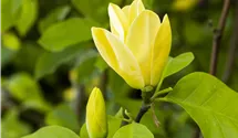 Magnolie 'Yellow Bird'