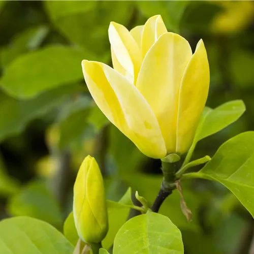 Magnolia 'Yellow Bird'