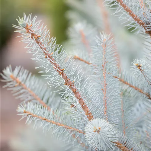 Picea pungens 'Super Blue Seedling' Picea pungens 'Super Blue Seedling'