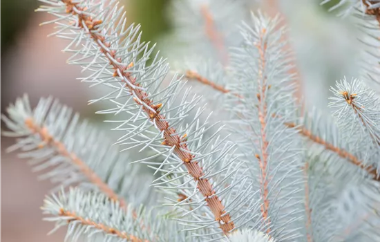 Picea pungens 'Super Blue Seedling'