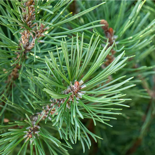 Pinus pinea