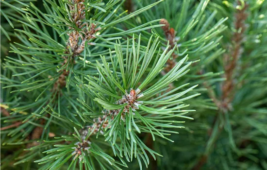Pinus pinea