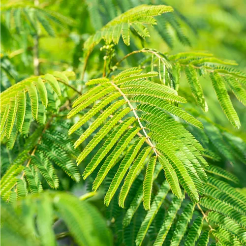 Albizia julibrissin 'Ombrella'