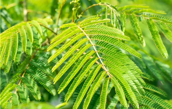 Albizia julibrissin 'Ombrella'