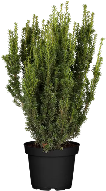 Taxus media 'Hillii'
