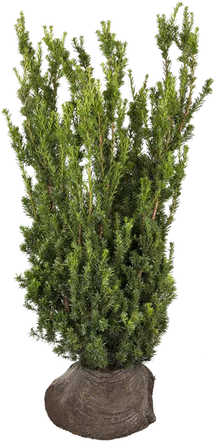 Taxus media 'Hillii'