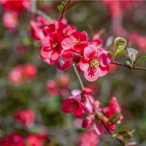 Chaenomeles 'Pink Storm' ®