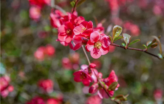 Chaenomeles 'Pink Storm' ®