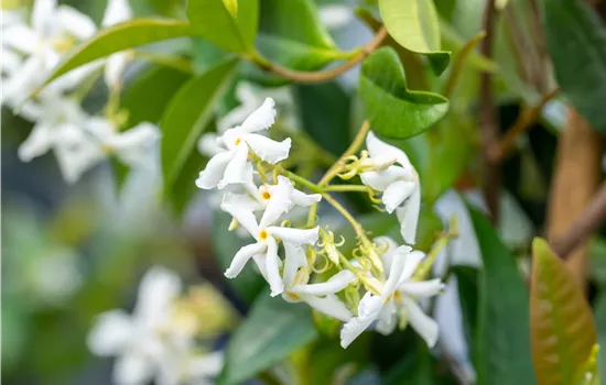 Trachelospermum jasminoides