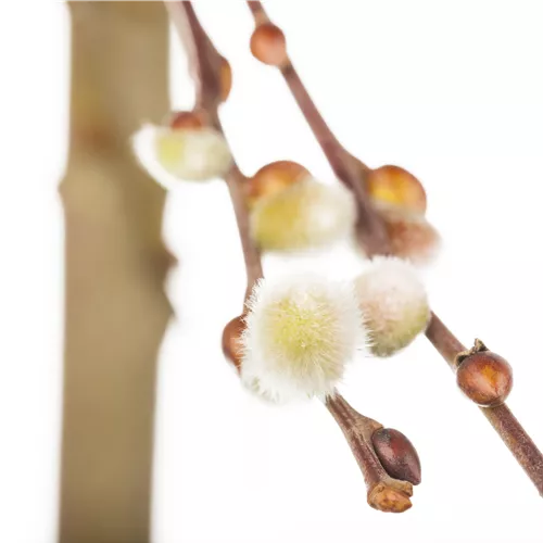 Salix caprea 'Curly Locks'