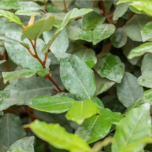 Elaeagnus ebbingei 'Compacta'