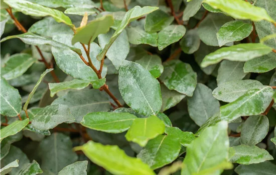 Elaeagnus ebbingei 'Compacta'