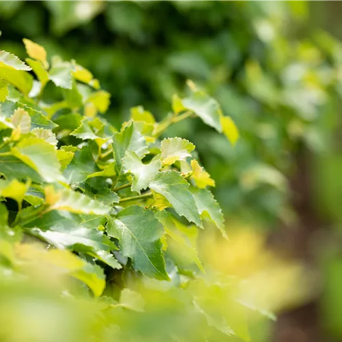 Betula pendula 'Magical Globe'