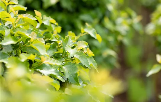 Betula pendula 'Magical Globe'