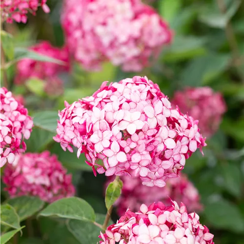 Hydrangea arbor. 'Ruby Annabelle' -R-