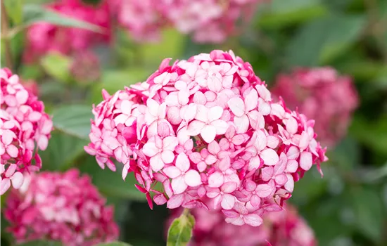 Hydrangea arbor. 'Ruby Annabelle' -R-
