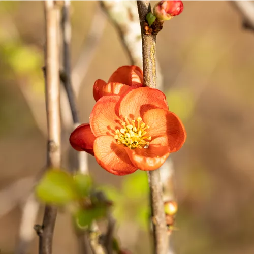 Chaenomeles japonica 'Cido' -R-