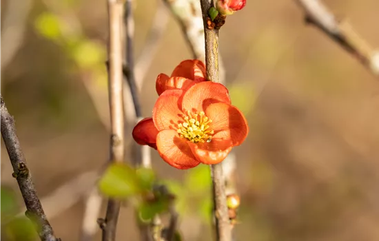 Chaenomeles japonica 'Cido' -R-