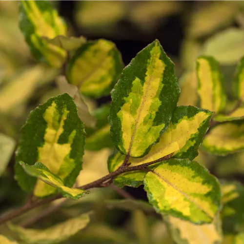 Elaeagnus pungens 'Maculata'