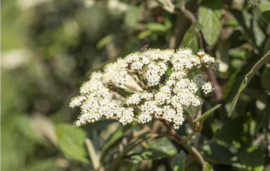 Viburnum rhytidophyllum