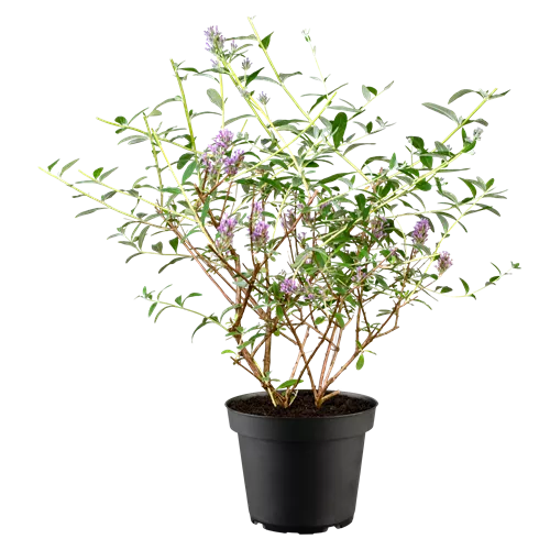 Buddleja alternifolia 'Unique' -R-