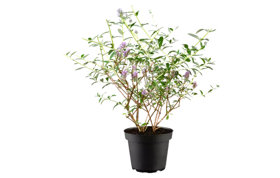 Buddleja alternifolia 'Unique' -R-