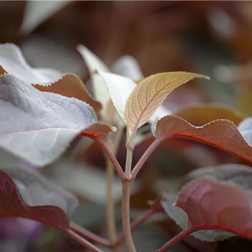 Hydrangea aspera 'Hot Chocolate' -R-