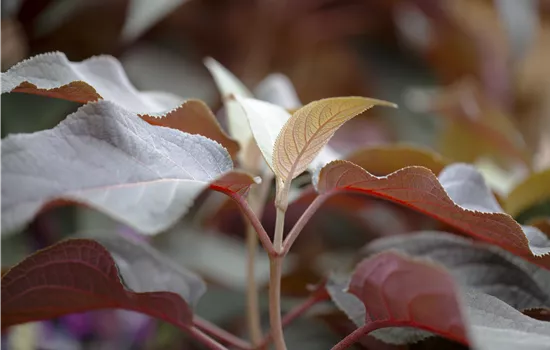 Hydrangea aspera 'Hot Chocolate' -R-