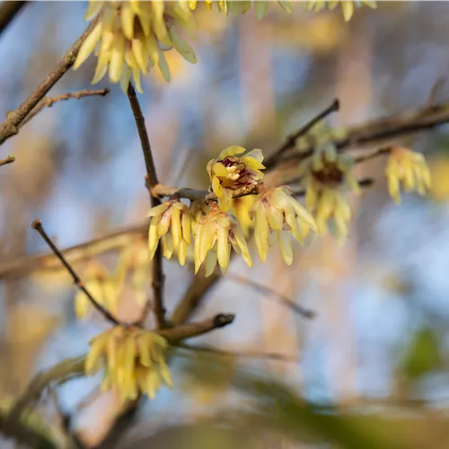 Chimonanthus praecox