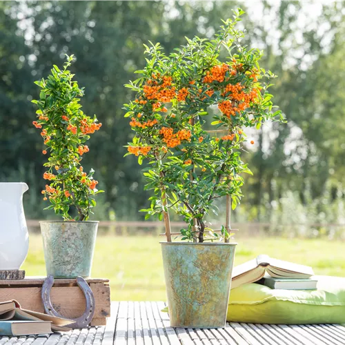 Pyracantha 'Orange Glow'