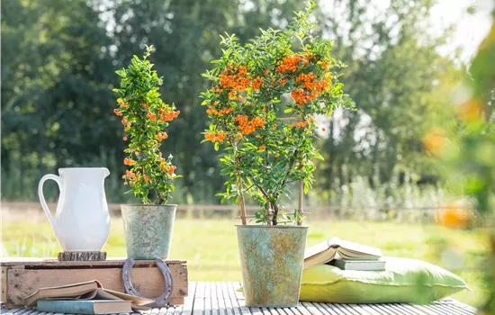 Pyracantha 'Orange Glow'