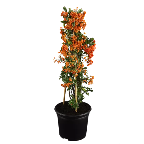 Pyracantha 'Red Column'