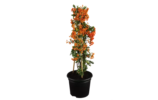 Pyracantha 'Red Column'