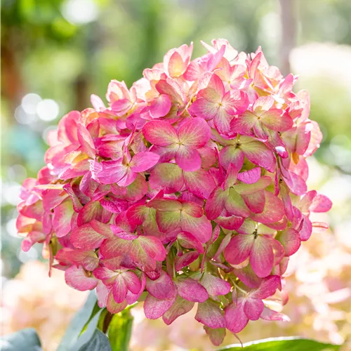 Hydrangea panic. 'Graffiti'