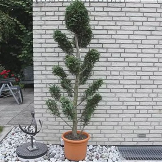 Zypresse - Einpflanzen im Garten